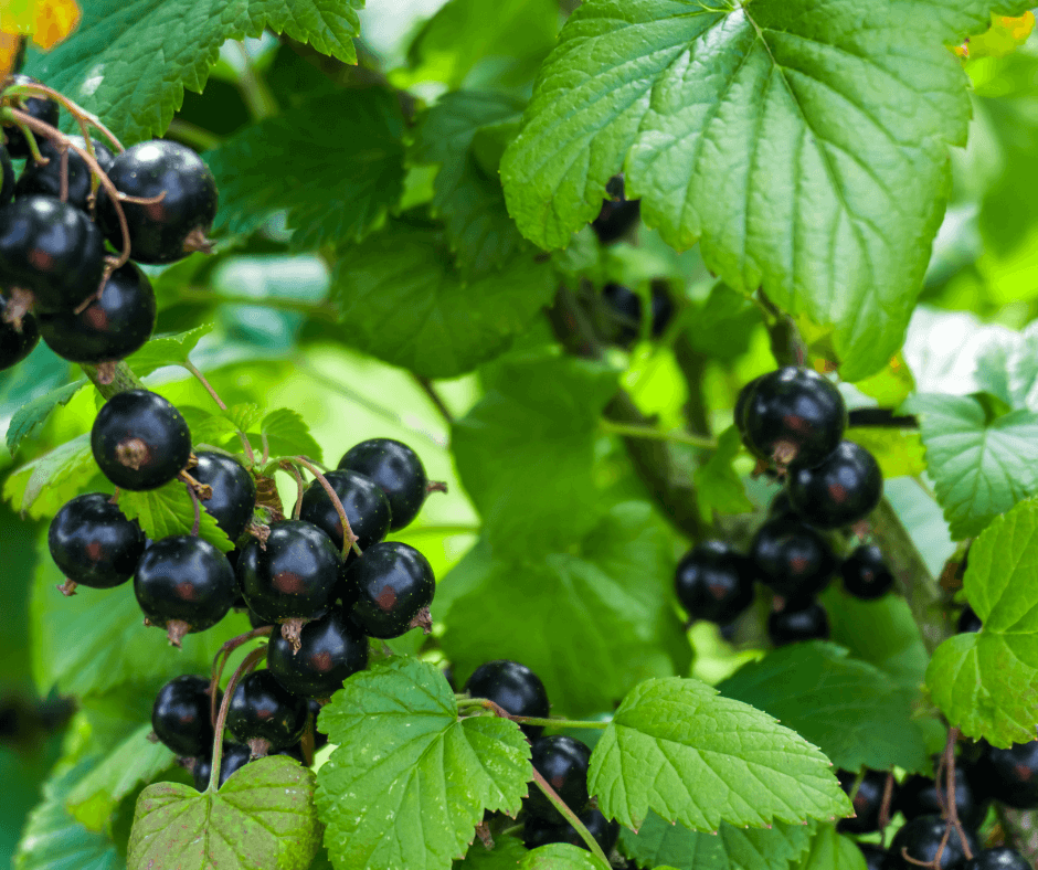 Growing Gooseberries And Currants Fafard