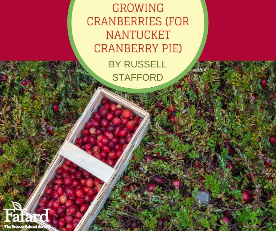 Growing Cranberries (For Nantucket Cranberry Pie) Featured Image