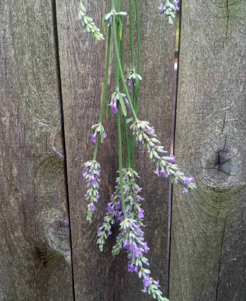 Lavender flowers are best dried by hanging in a cool, dry place.