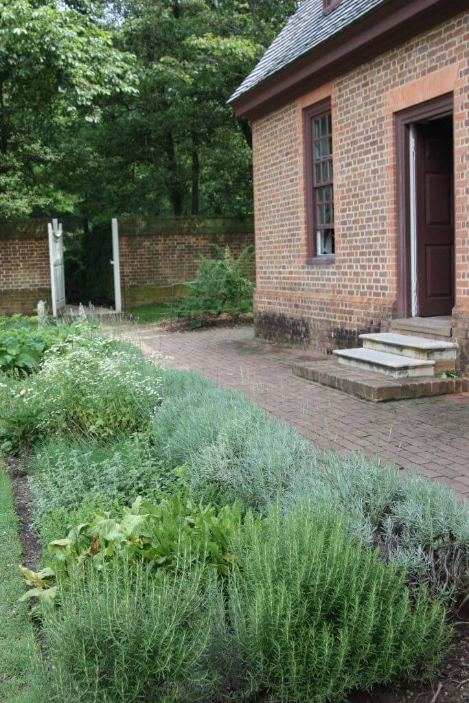 Garden herbs ready for harvest.