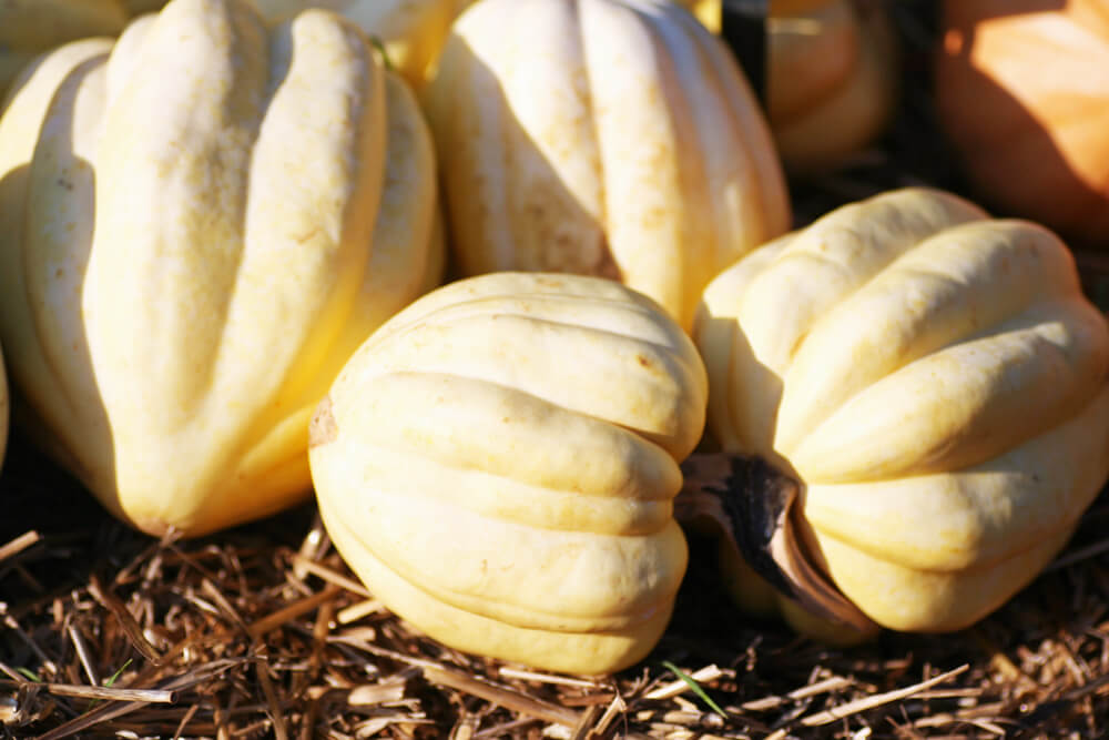 Acorn Squash