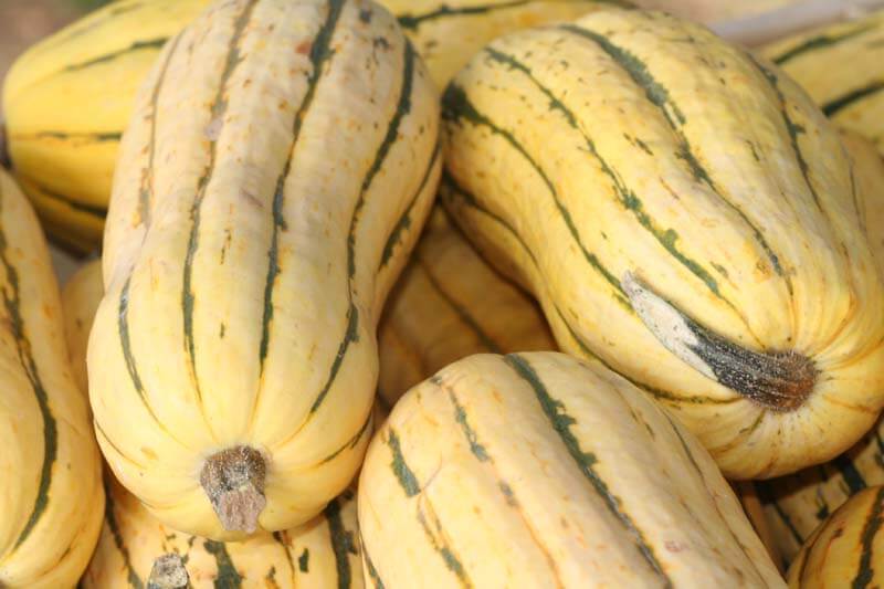 Delicata Squash