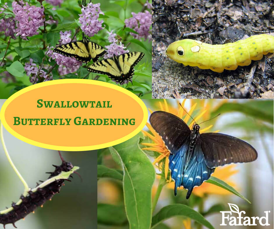 Swallowtail Butterfly Gardening Featured Image
