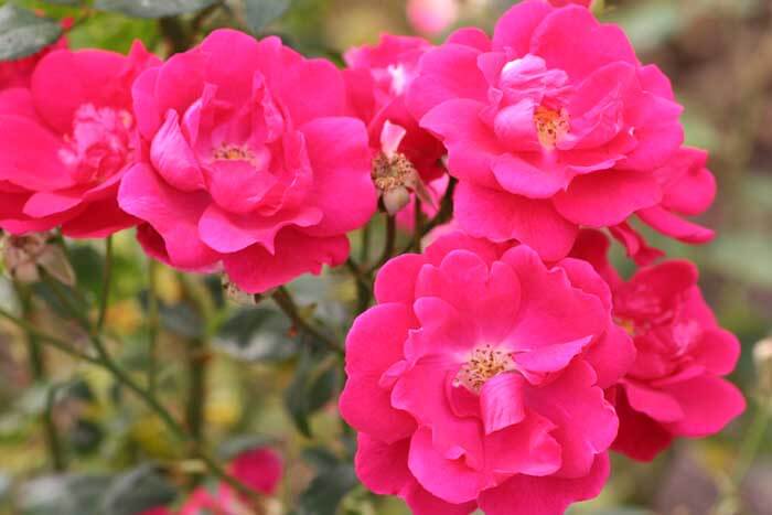 Bright pink roses