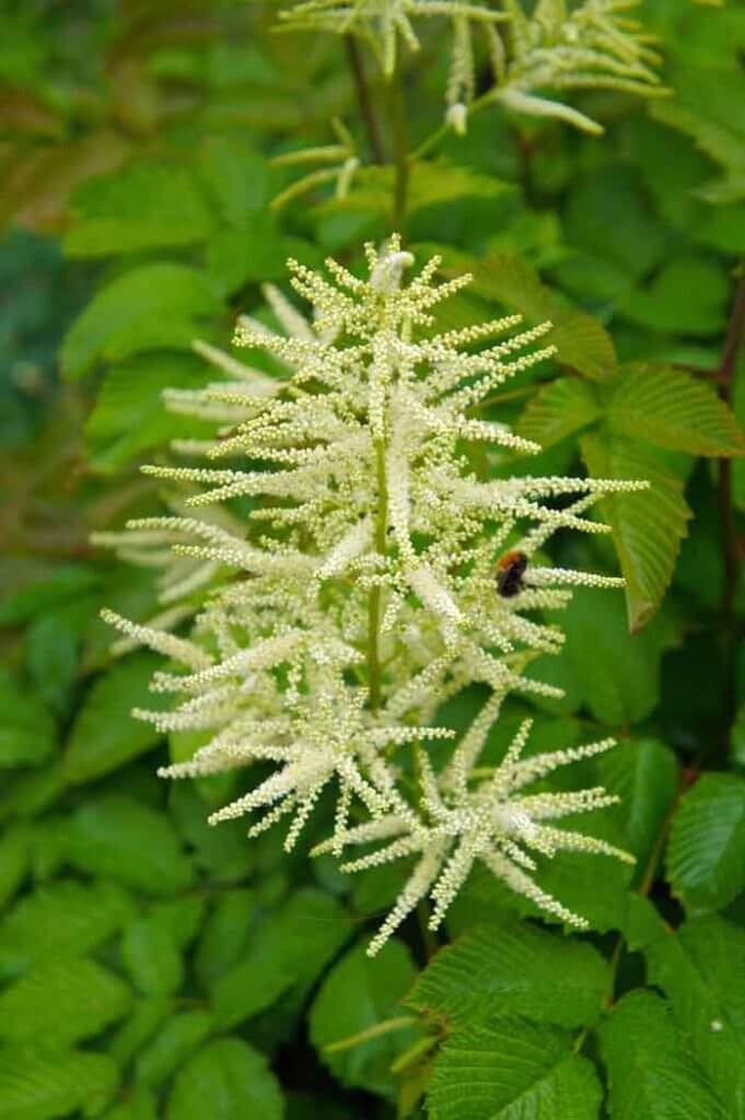 Compact Goatsbeard