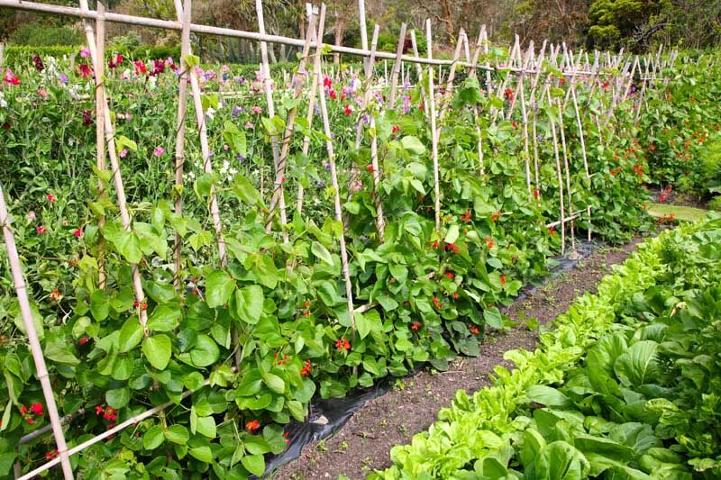 Beans growing on poles