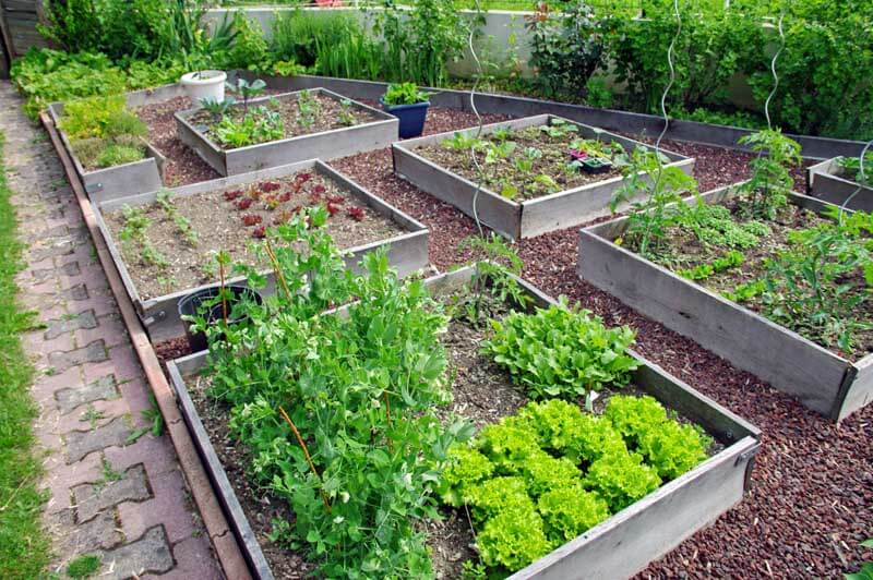 Raised beds in garden