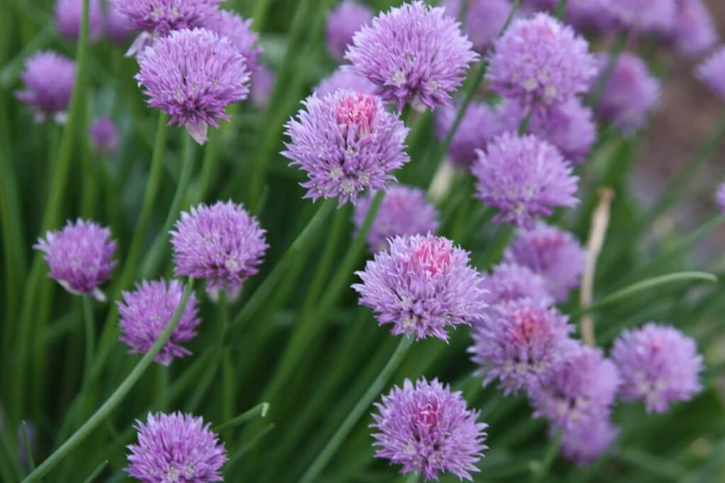 Chives