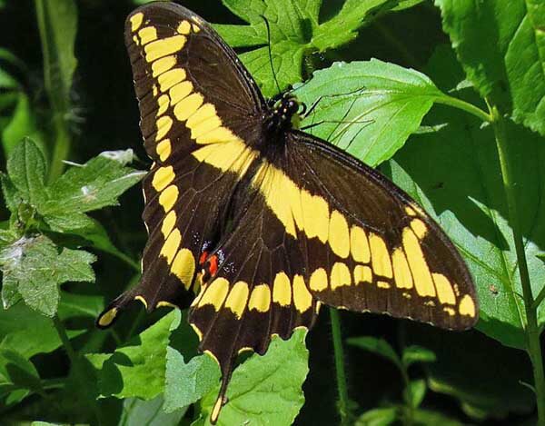 Eastern giant swallowtail butterfly