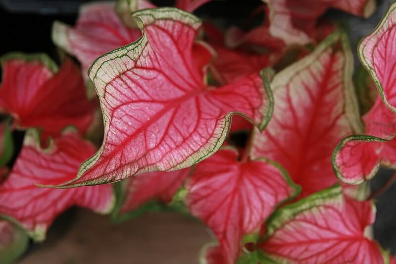 'Florida Sweetheart' Caladium