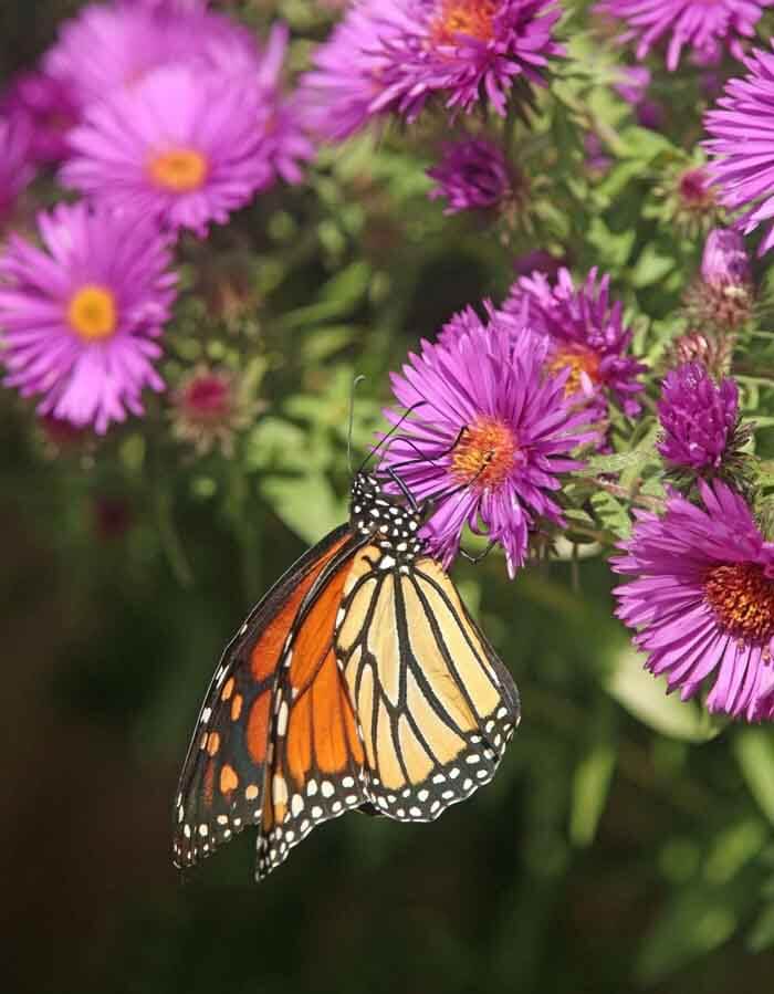 Butterfly on New England Aster