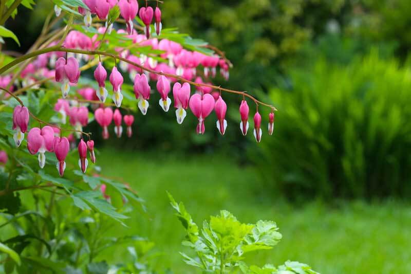 Bleeding Hearts