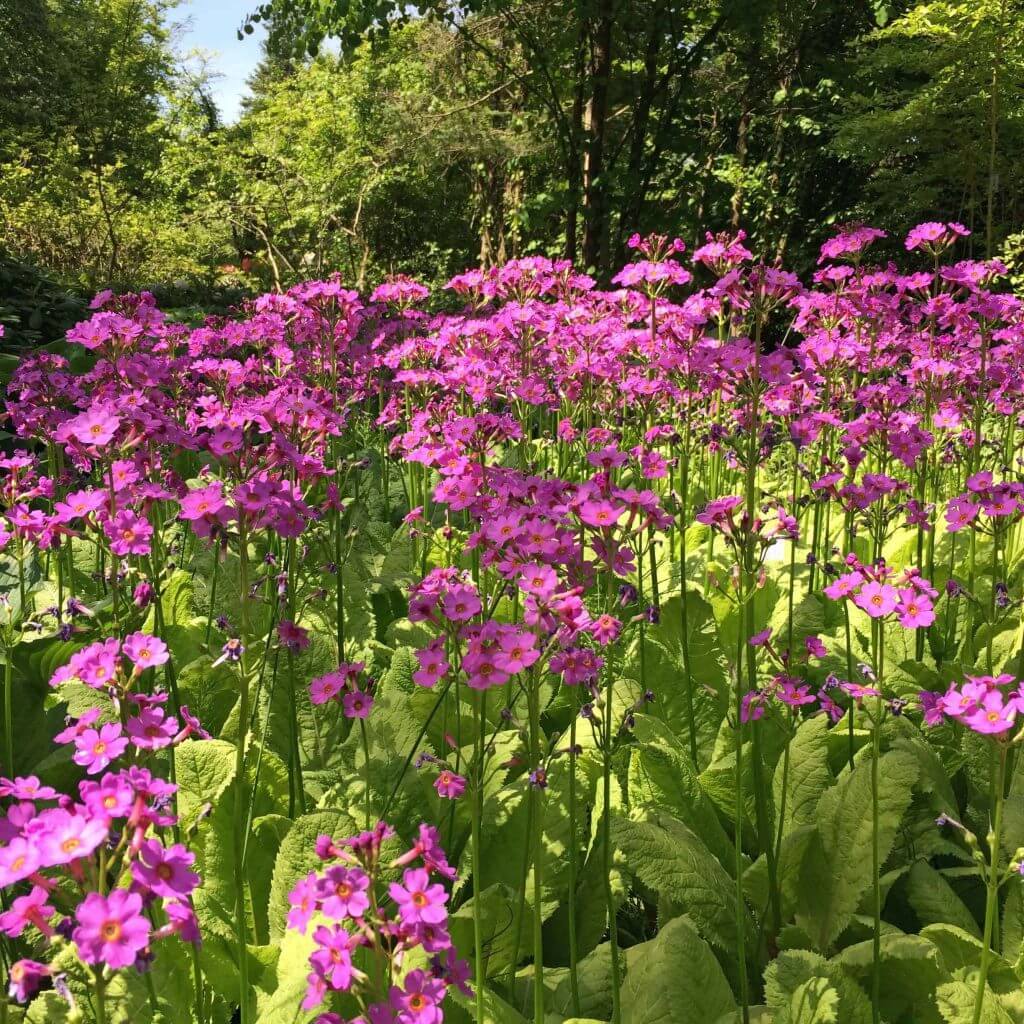 Japanese Primula
