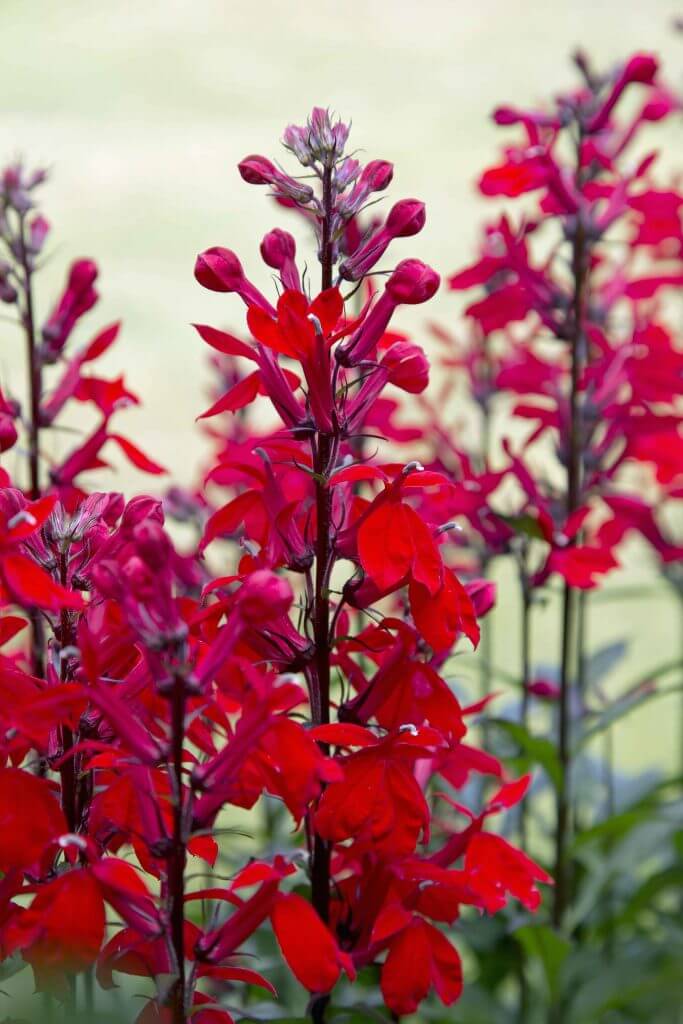 beautiful pictures of flowers in rain