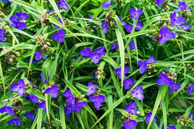 Blue spiderwort