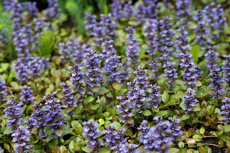 Bugleweed