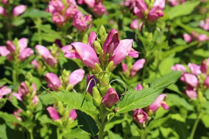 Pink Turtlehead