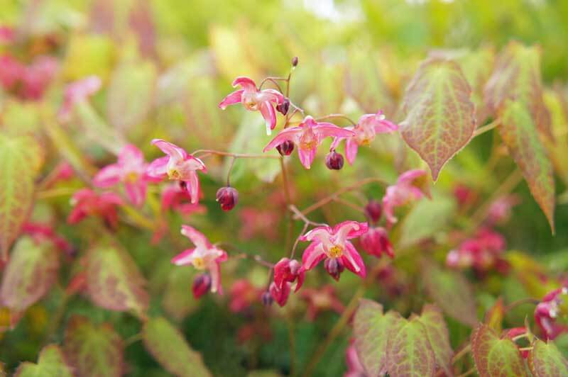 Barrenwort blooms