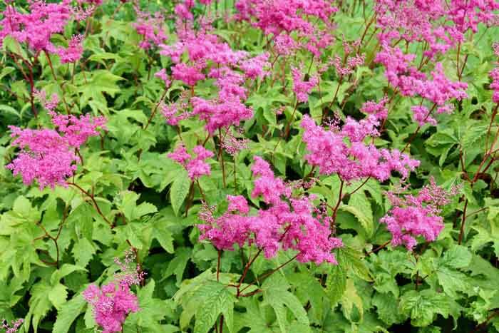 Japanese Meadowsweet