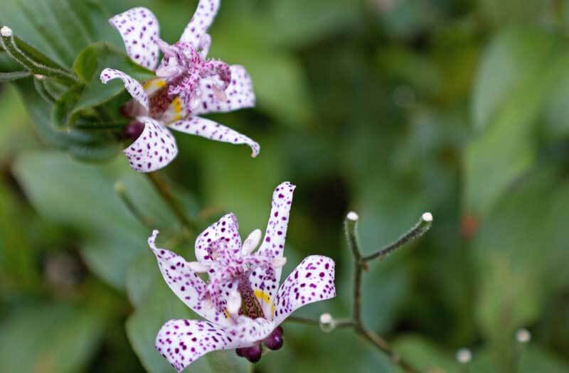 Japanase toad lily (Tricyrtis hirta)