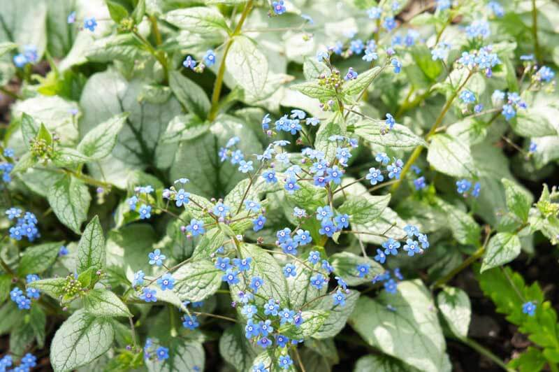 Siberian bugloss