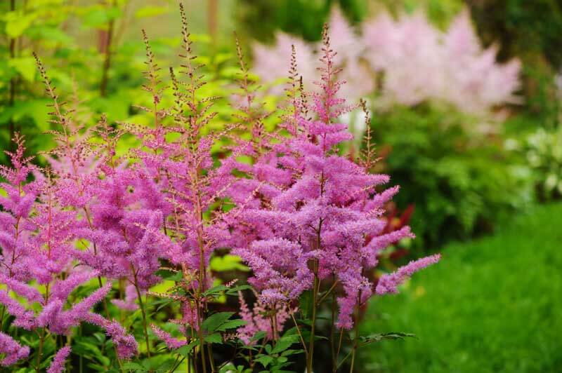 Pink astilbe