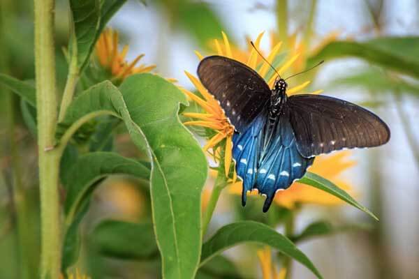 Pipevine swallowtail butterfly