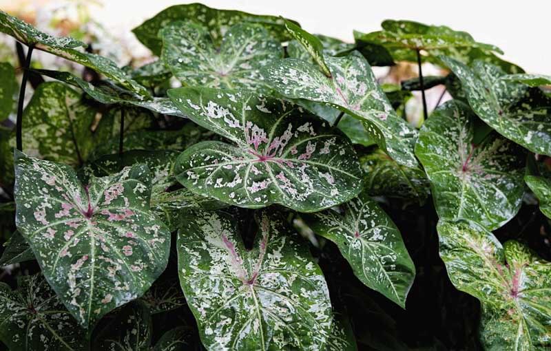 Caladium