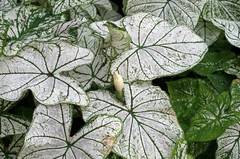 'Candidum' foliage