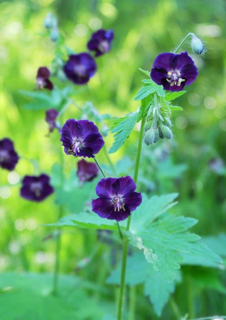 Dark geranium flowers