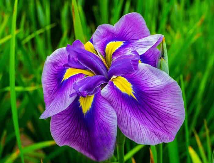 Japanese Iris