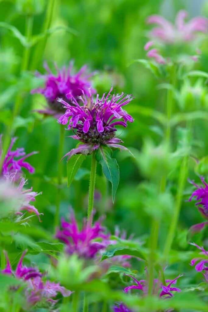 Beebalm