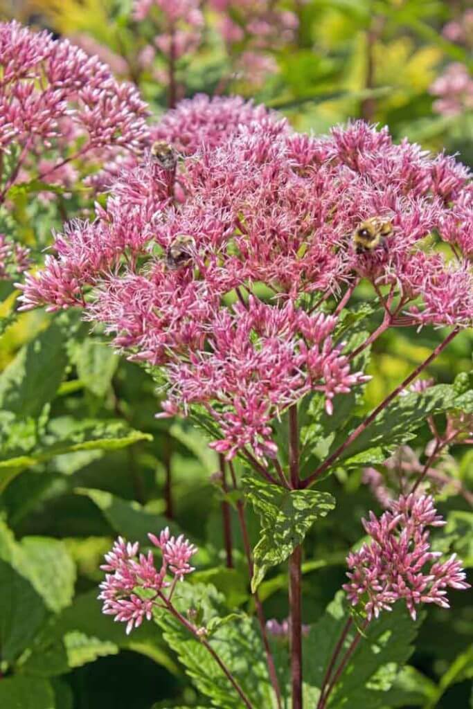 Coastal Plain Joe Pie Weed