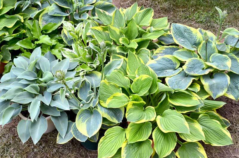 Hosta plants