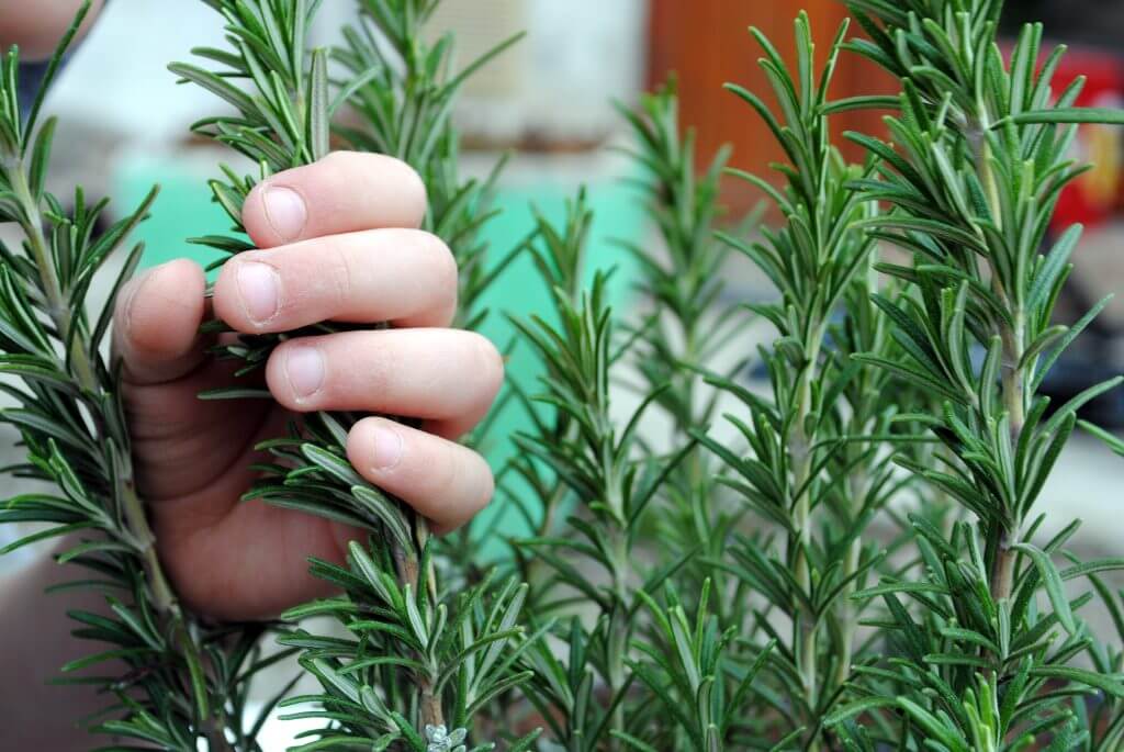 French Lavender | Two Live Herb Plants | Non-GMO, Everblooming