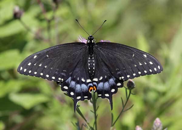 Female eastern black swallowtail