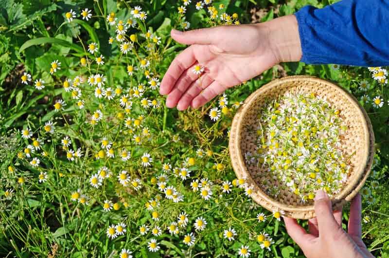 Collecting chamomile