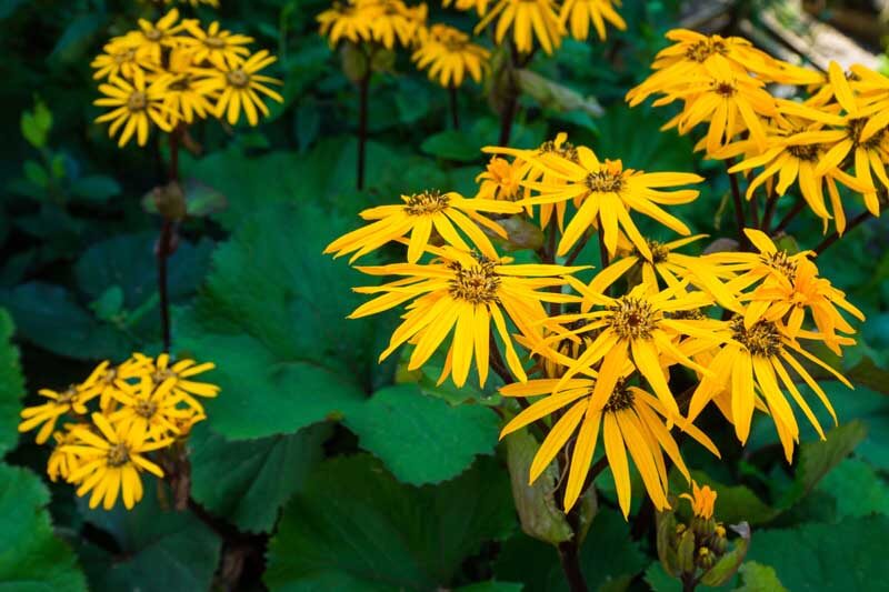 Ligularia dentata flowers