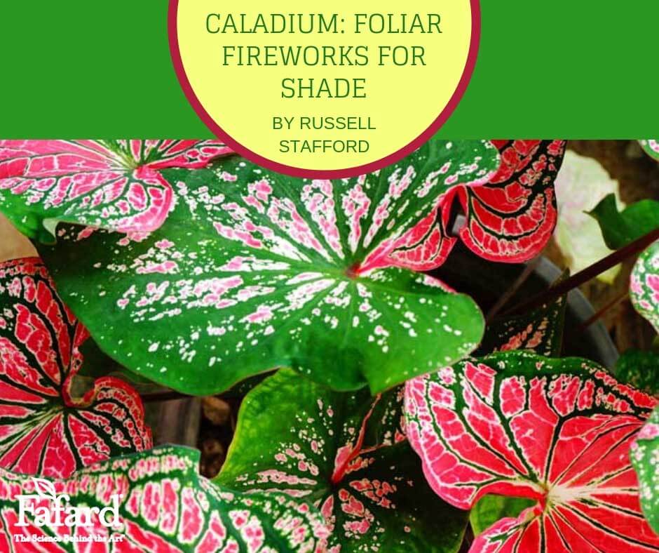Caladium: Foliar Fireworks for Shade Featured Image