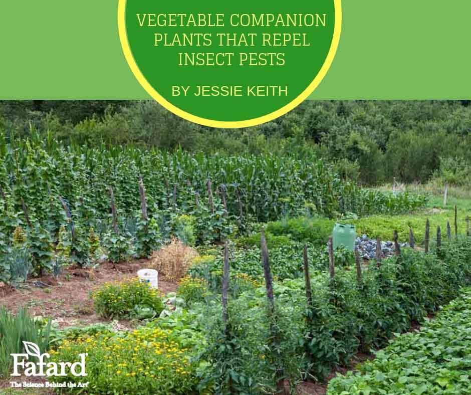 Vegetable Companion Plants that Repel Insect Pests Featured Image