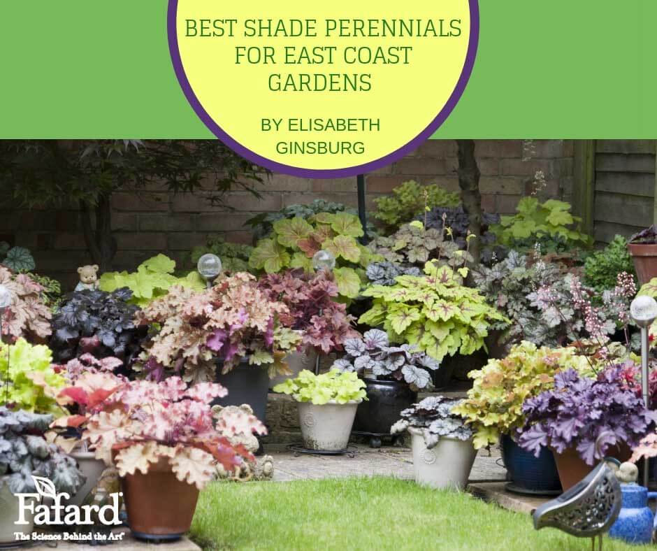 Fafard Best Shade Perennials For East Coast Gardens Fafard