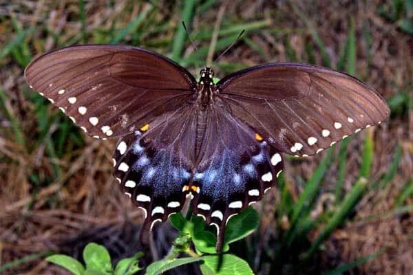 Spicebush swallowtail butterfly