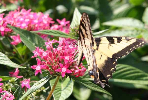 Eastern tiger swallowtail butterfly feeding on pentas