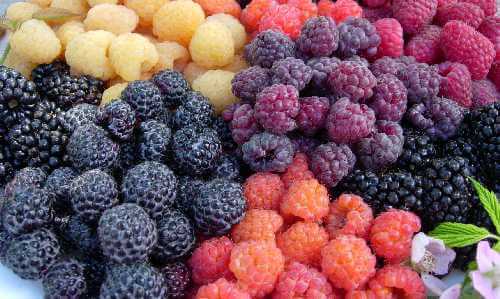 Colourful raspberries