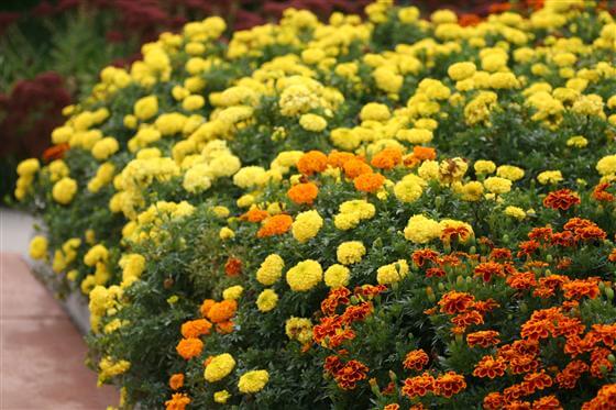 Marigolds