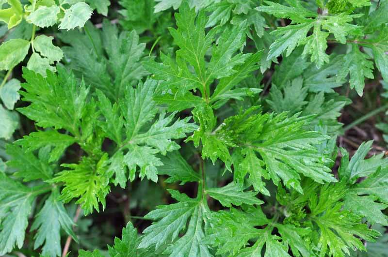 Mugwort