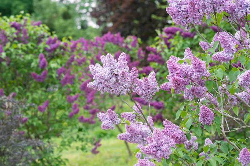 Lilacs