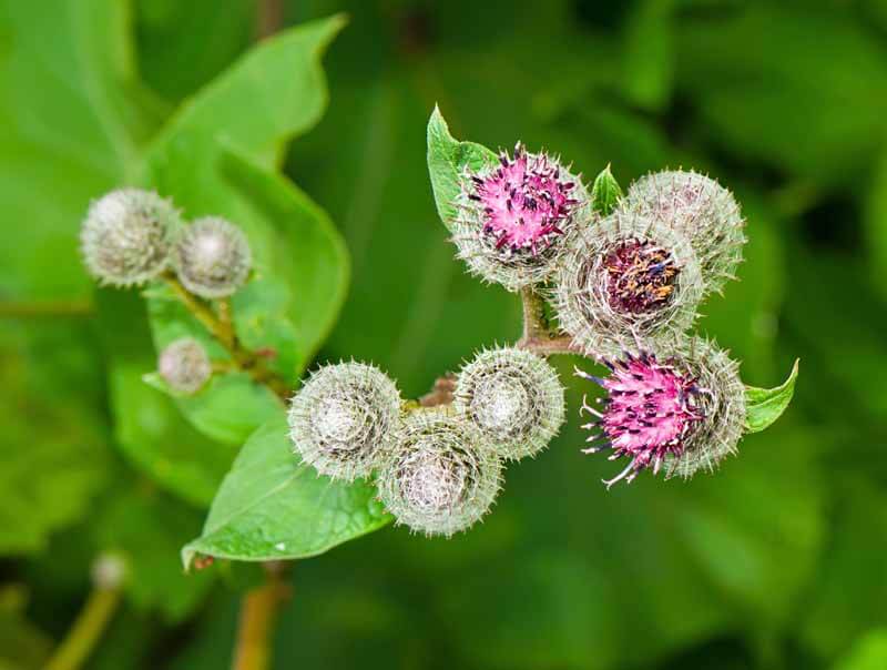 Great burdock flowers