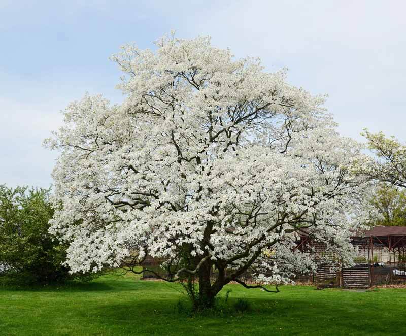 Dogwood tree in spring