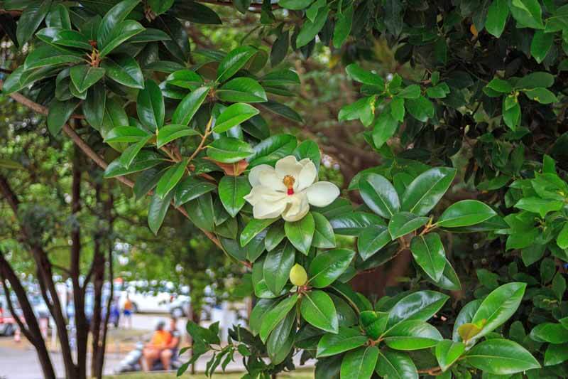 Hurricane proof your yard with these expert wind-resistant tree planting  tips